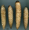 SpeciesSub: var. complanata